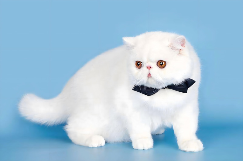 Persian cat